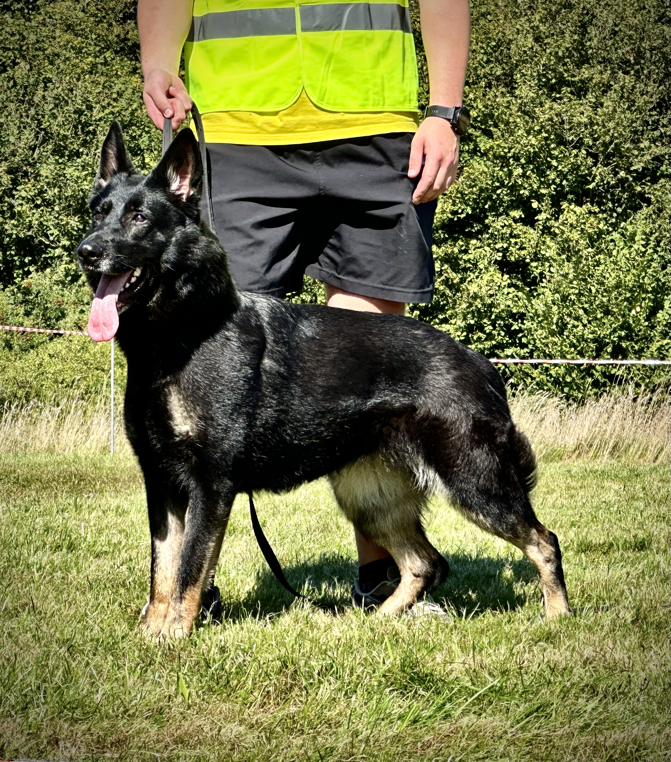 https://da.working-dog.com/dogs-details/7210096/Qutie-von-der-Friesenklippe