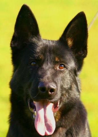 https://da.working-dog.com/dogs-details/6829570/CZ-Nirreterrit