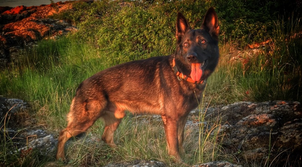 Sund Hund Yang